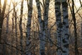 Early morning sun behind frozen tree trunks in winter woodland Royalty Free Stock Photo