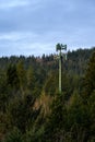 Early morning sun highlighting wireless communications tower camouflaged with green paint to blend into a forest Royalty Free Stock Photo