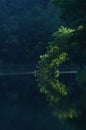 Early Morning sun illuminates green tree leaning over pond and reflected in water Royalty Free Stock Photo