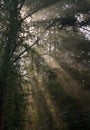 Early morning sun shining through birch branches Royalty Free Stock Photo