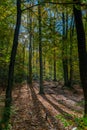 Early morning sun shining its light trough the branches of the trees in the Belgium Ardennes. while the floor is covered in multi