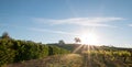 Early morning sun shining next to Valley Oak tree on hill in Paso Robles wine country in the Central Valley of California USA Royalty Free Stock Photo