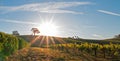 Early morning sun shining next to Valley Oak tree on hill in Paso Robles wine country in the Central Valley of California USA Royalty Free Stock Photo