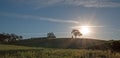 Early morning sun shining next to Valley Oak tree on hill in Paso Robles wine country in the Central Valley of California USA Royalty Free Stock Photo