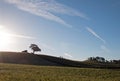 Early morning sun shining next to Valley Oak tree on hill in Paso Robles wine country in the Central Valley of California USA Royalty Free Stock Photo