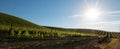 Early morning sun shining on Paso Robles vineyards in the Central Valley of California USA