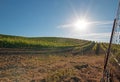 Early morning sun shining on Paso Robles vineyards in the Central Valley of California USA