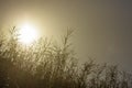 Early morning sun shining through reeds Royalty Free Stock Photo