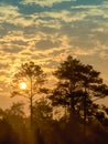 Early morning sun shining among the trees Royalty Free Stock Photo