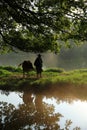 Old farmer lead the cattle under the ancient banyan tree Royalty Free Stock Photo