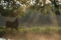 Old farmer under the ancient banyan tree