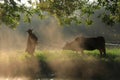 Old farmer lead the cattle under the ancient banyan tree