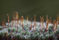 Early morning sunbeams on moss Royalty Free Stock Photo