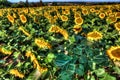 Early morning sunflower field in Southern France Royalty Free Stock Photo