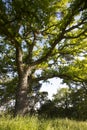 Early morning sunlight casts its rays on a blue oak on Mount Wanda