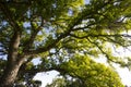 Early morning sunlight casts its rays on a blue oak on Mount Wanda Royalty Free Stock Photo