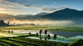 In early morning sunlight dispelling fog and farmers planting on organic paddy rice farmland in mountain. Royalty Free Stock Photo