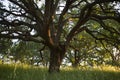 Early morning sunlight highlights a majestic blue oak tree in the woodlands of Mount Wanda Royalty Free Stock Photo