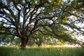 Early morning sunlight highlights a majestic blue oak tree in the woodlands of Mount Wanda Royalty Free Stock Photo