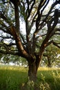 Early morning sunlight highlights a majestic blue oak tree in the woodlands of Mount Wanda Royalty Free Stock Photo