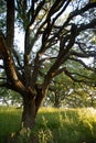 Early morning sunlight highlights a majestic blue oak tree in the woodlands of Mount Wanda Royalty Free Stock Photo