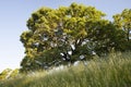 Early morning sunlight highlights a majestic blue oak tree in the woodlands of Mount Wanda Royalty Free Stock Photo