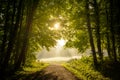 Early morning sunlight illuminating a misty grassland at the edge of the forest