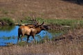 Early morning sunlight on a mature Bull Elk Royalty Free Stock Photo