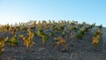 Early morning sunlight over winery vineyard in California US