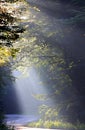 Early morning sunlight rays shining through misty mountains forest. Royalty Free Stock Photo