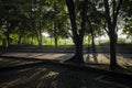 Early morning sunlight shining, golden rays through misty garden trees Royalty Free Stock Photo