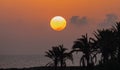 Early morning, sunrise among the palm trees of a tropical island Royalty Free Stock Photo