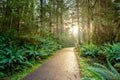 Early morning with sunrise in rainforest Royalty Free Stock Photo