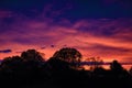 Early morning sunrise with silhouetted trees in Virginia