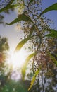 Early morning sunrise silhouettes Australian Zig-zag Wattle