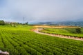 early morning at the tea hill of cau dat, da lat