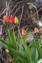 Early morning tulips grow in a flower bed close-up