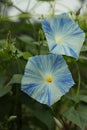 Morning glory flying saucer in full bloom Royalty Free Stock Photo