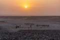 Early morning view of a camel caravan in Hamed Ela, Afar tribe settlement in the Danakil depression, Ethiopi Royalty Free Stock Photo