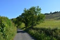 Country lane in late spring, Dorset, England Royalty Free Stock Photo