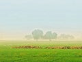 Early morning view of farm with Fogg in atmosphere