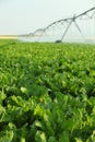 A center pivot agricultural sprinkler system in a farm field Royalty Free Stock Photo