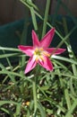 Pollen-laden colorful `Mexican Lily` in vivid Magenta open and pointing to the Sun. Royalty Free Stock Photo