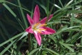 Side view of Pollen-laden colorful `Mexican Lily` in vivid Magenta, wide open . Royalty Free Stock Photo