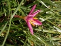 Up close and to the side Pollen-laden colorful `Mexican Lily` in vivid Magenta, wide open . Royalty Free Stock Photo