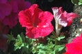 Close-up of Full Red Petunia blooms with morning natural full warm sunlight Royalty Free Stock Photo