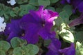 Close-up Side view of Full Purple Petunia blooms with morning`s splash of natural full warm sunlight Royalty Free Stock Photo