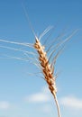 A full head of ripe wheat against a blue sky.