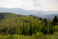 Early morning and the view of a young hops crop growing in mountains