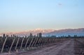 Early morning in the vineyards. Volcano Aconcagua Cordillera Royalty Free Stock Photo